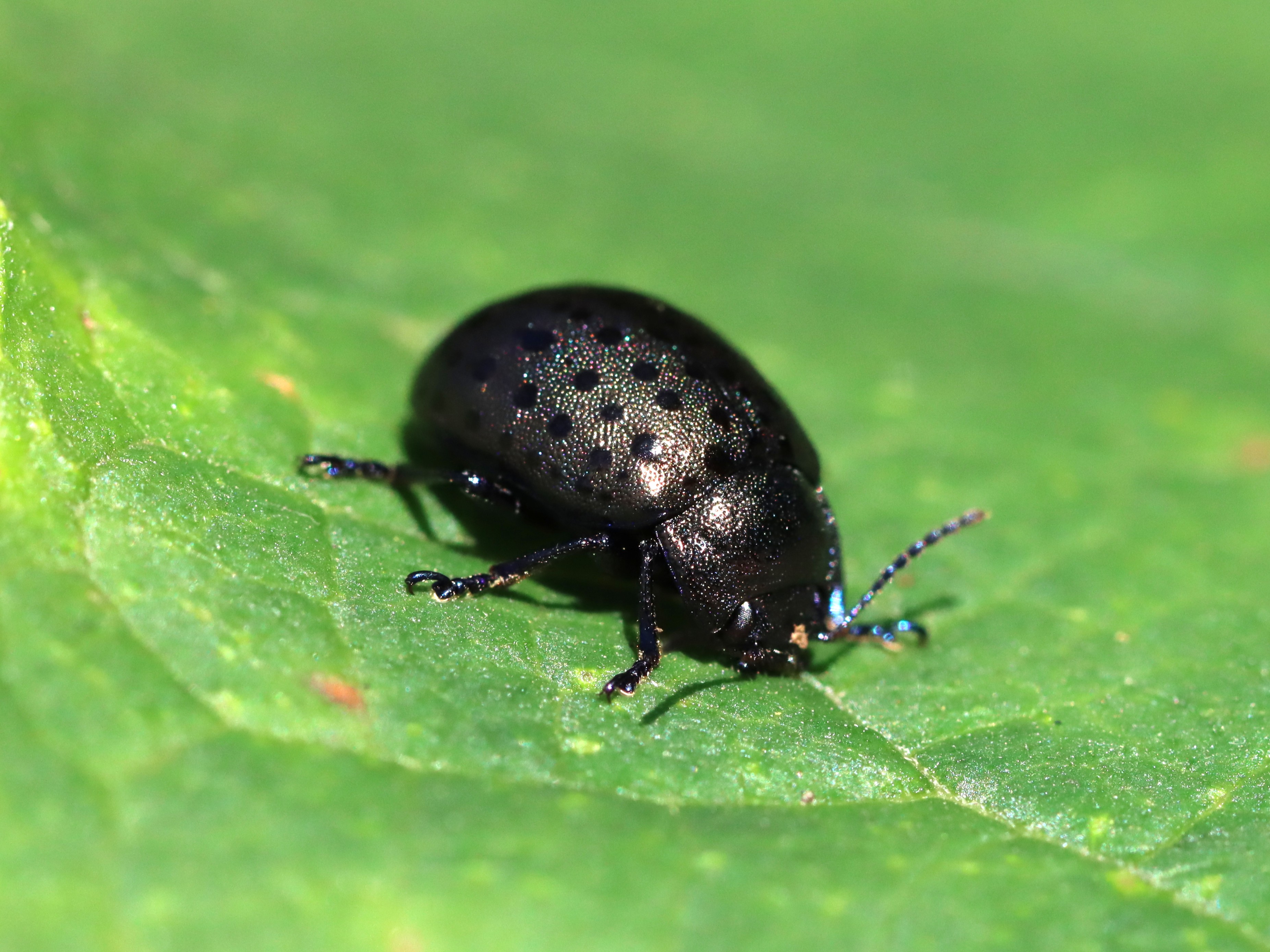 葉上のハッカハムシ